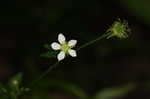 White avens